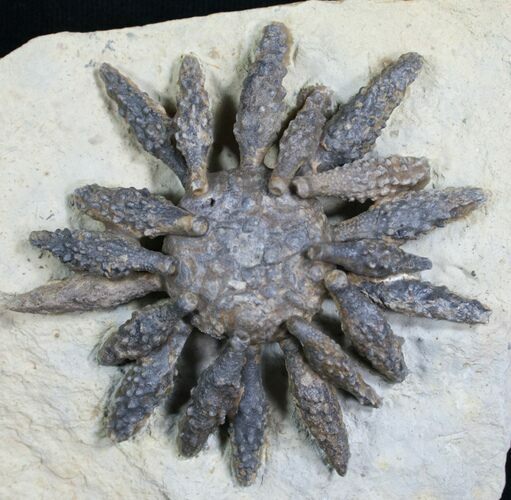 Superb Reboulicidaris Urchin Fossil - Lower Jurassic #5918